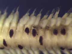 Eteone pacifica