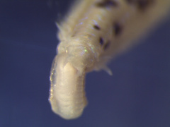 Eteone pacifica