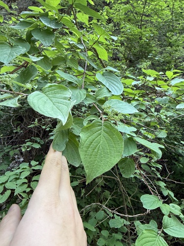 Cornus bretschneideri