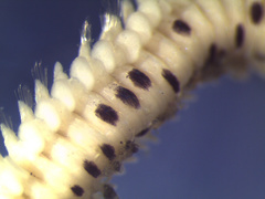 Eteone pacifica