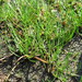 Shoreweed - Photo (c) Станислав, some rights reserved (CC BY-NC), uploaded by Станислав