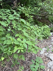 Cornus bretschneideri, photograph Jane Charlen, CC BY, iNaturalist via GBIF