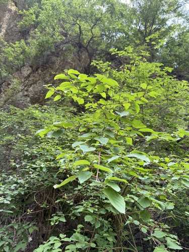 Cornus bretschneideri, photograph 2