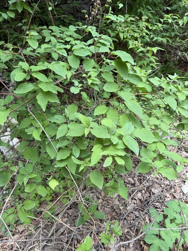 Cornus bretschneideri, photograph 3
