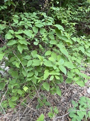 Cornus bretschneideri, photograph Jane Charlen, CC BY, iNaturalist via GBIF