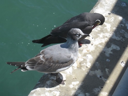 Mouette de Franklin, jeune