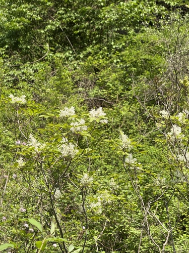 Northern ash (Fraxinus bungeana)