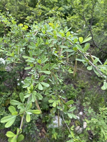 Caragana rosea, photograph 3