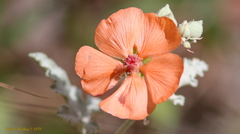 Sphaeralcea hastulata