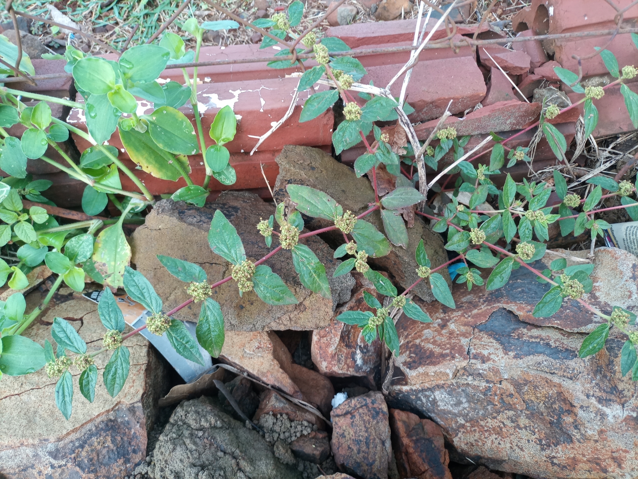 Euphorbia hirta