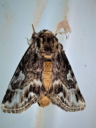Peroara sylvestris
