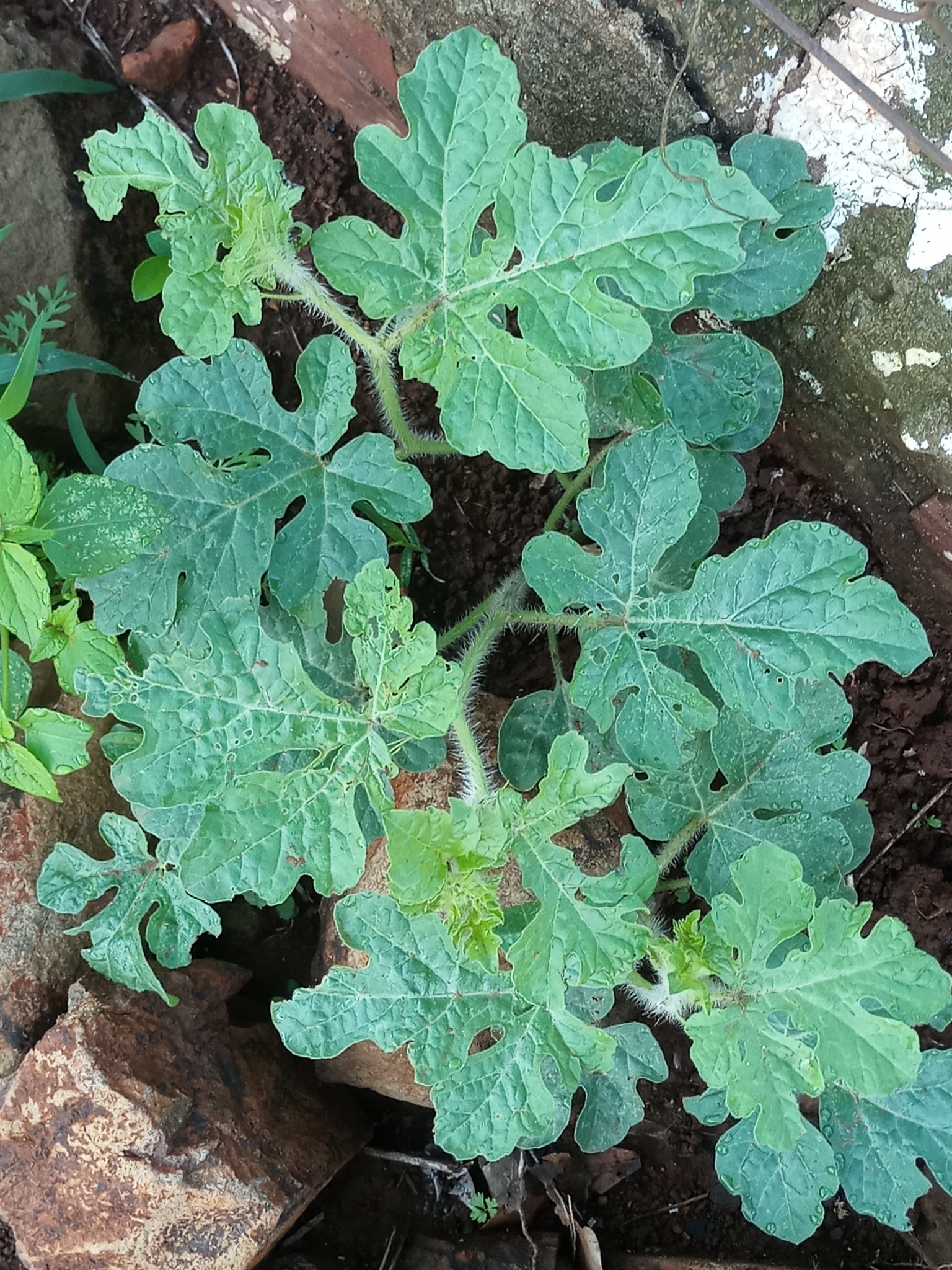 Citrullus lanatus