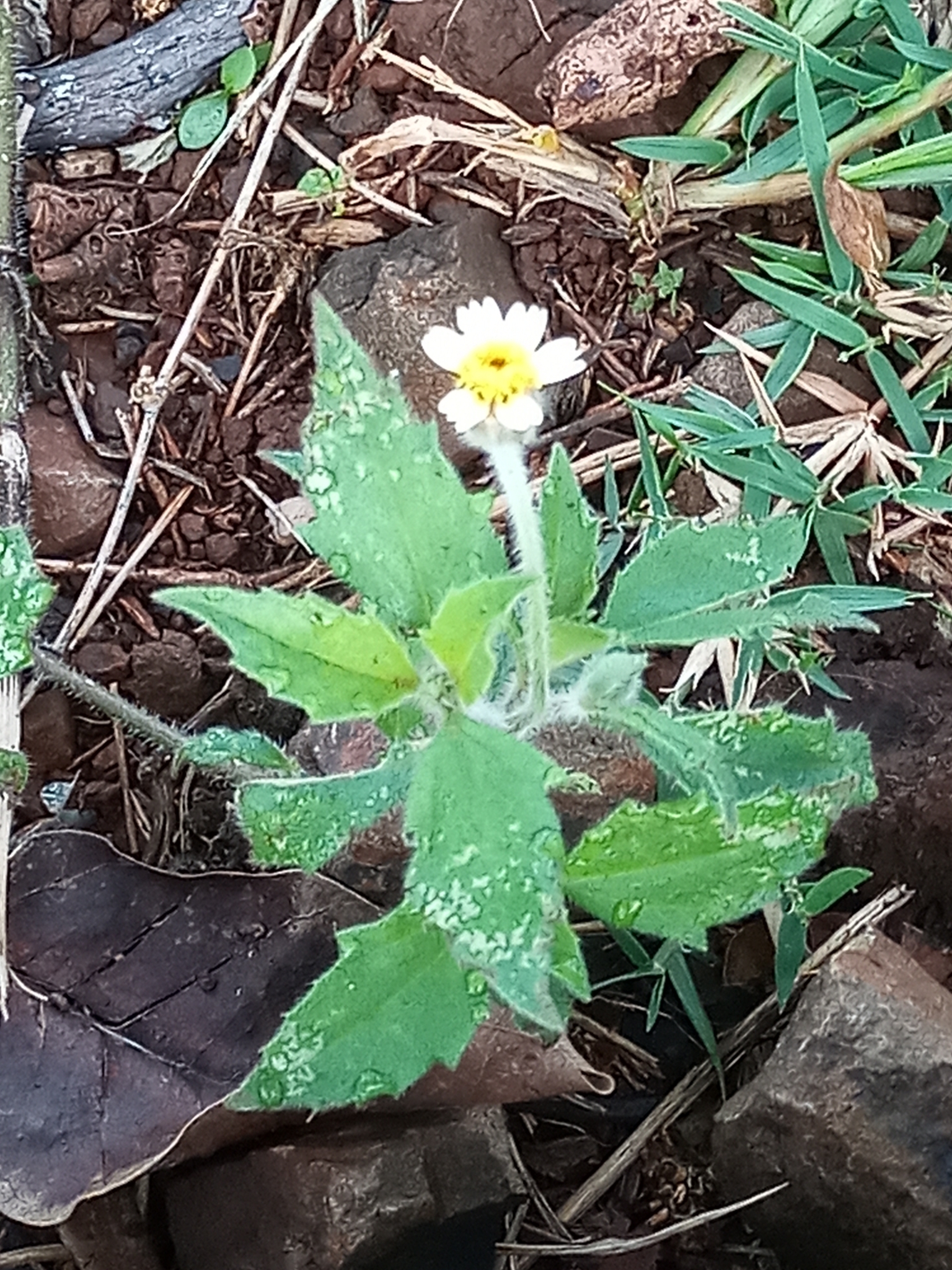 Tridax procumbens