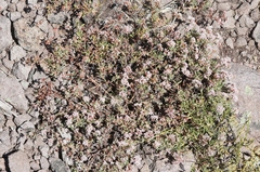 Eriogonum microtheca alpinum