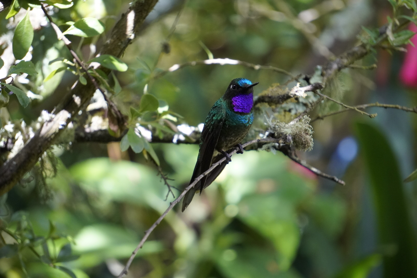 Purple-throated Sunangel (Heliangelus viola), photo 3