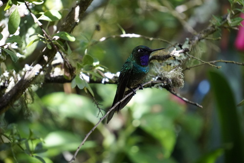 Purple-throated Sunangel (Heliangelus viola), photo 4
