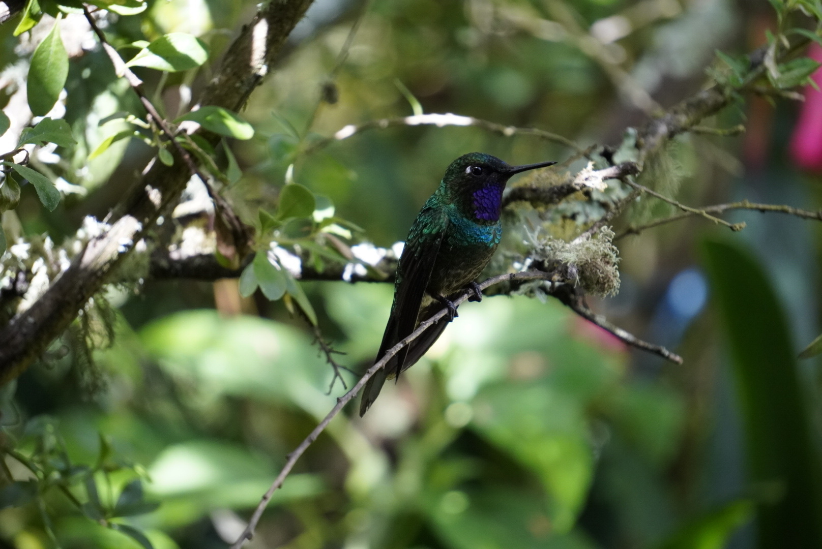 Purple-throated Sunangel (Heliangelus viola), photo 4