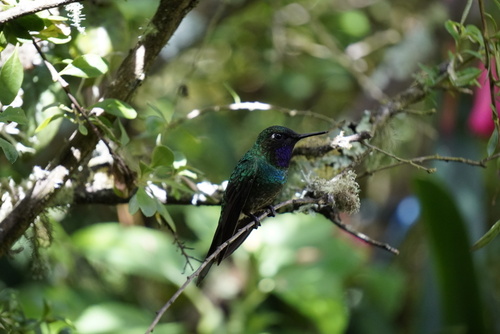Purple-throated Sunangel (Heliangelus viola), photo 7