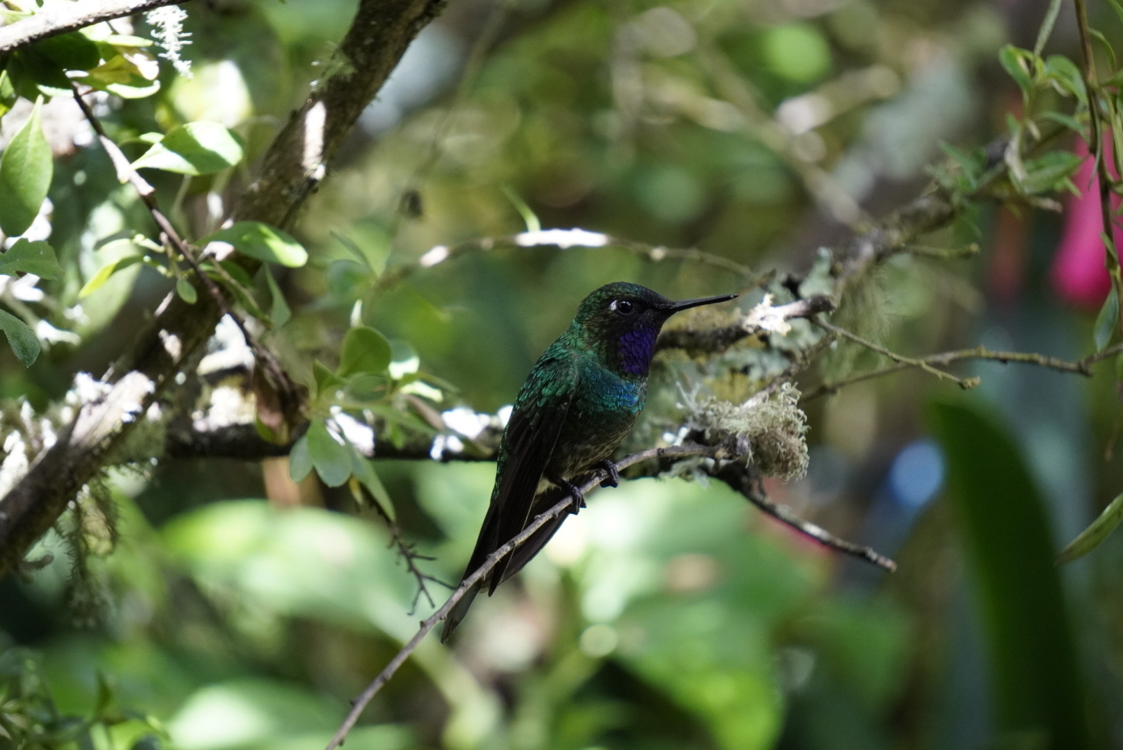 Purple-throated Sunangel (Heliangelus viola), photo 5