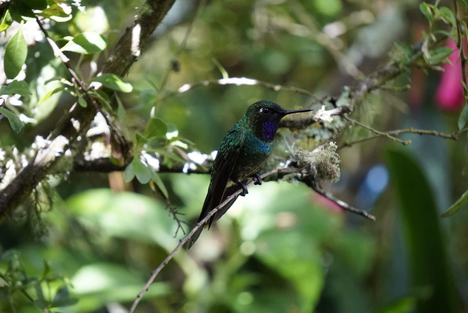 Purple-throated Sunangel (Heliangelus viola), photo 6