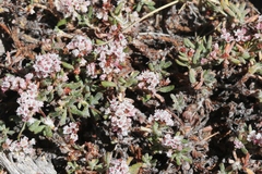 Eriogonum microtheca alpinum