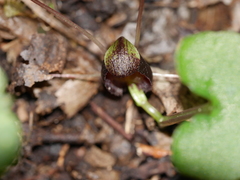 Corybas trilobus