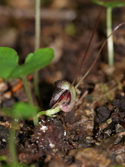 Corybas trilobus