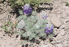 Lupinus concinnus