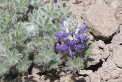 Lupinus concinnus