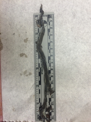 Thamnophis ordinoides