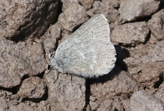 Satyrium semiluna