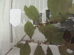Casearia aculeata