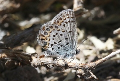 Plebejus fridayi