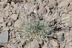 Elymus sierrae