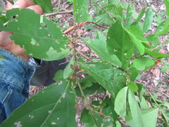 Casearia aculeata