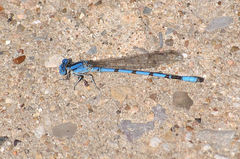 Argia nahuana
