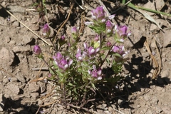 Orthocarpus cuspidatus