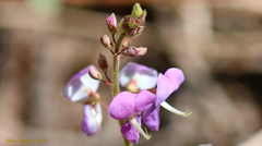 Desmodium batocaulon