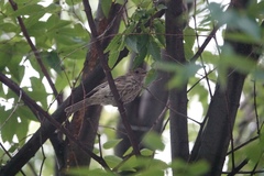 Haemorhous mexicanus