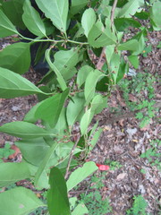 Casearia aculeata