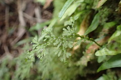Hymenophyllum flexuosum