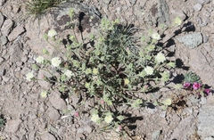 Chaenactis douglasii