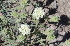 Chaenactis douglasii