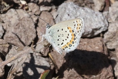 Plebejus fridayi