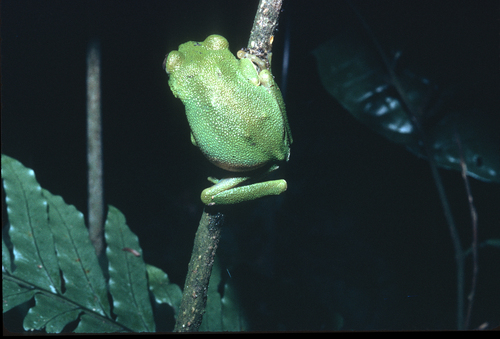 Cameroon Forest Tree Frog