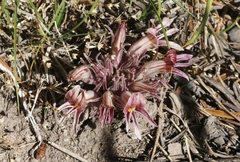 Aphyllon corymbosum