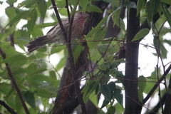 Haemorhous mexicanus