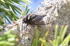 Okanagana occidentalis