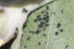 Aphis asclepiadis