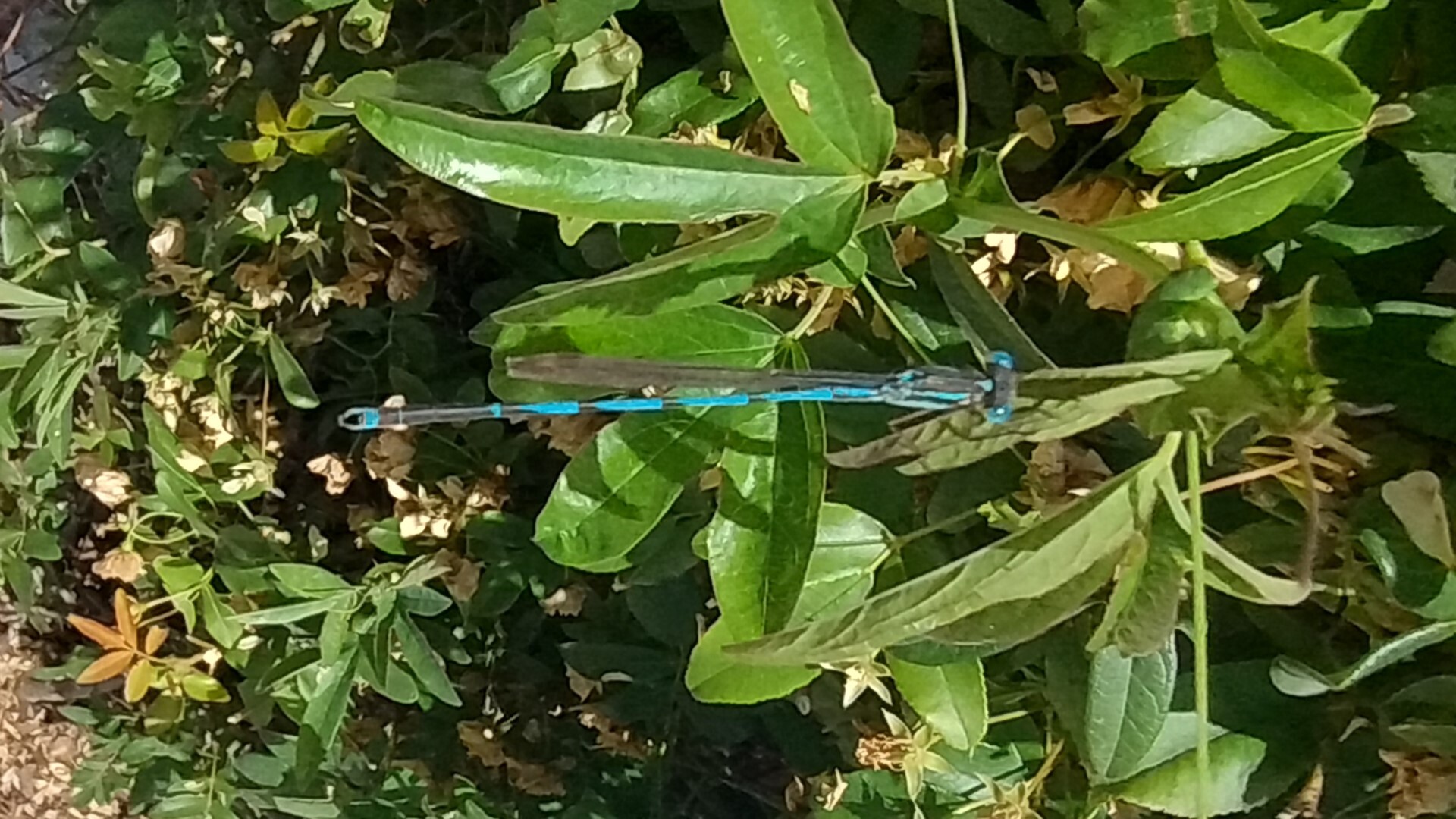 Blue Reedling